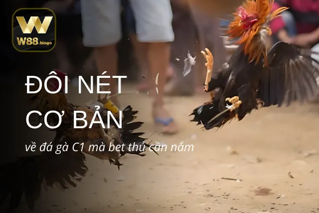 Những nét cơ bản về chọi gà C1