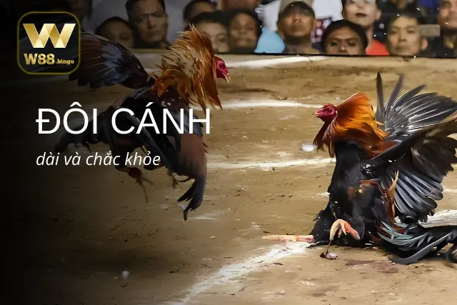 Phân tích gà C3 WW88 dựa trên đôi cánh