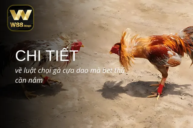 Khám phá luật chọi gà cựa dao