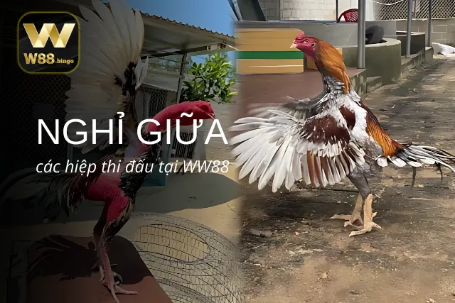 Quy định về thời gian nghỉ trong thi đấu gà WW88