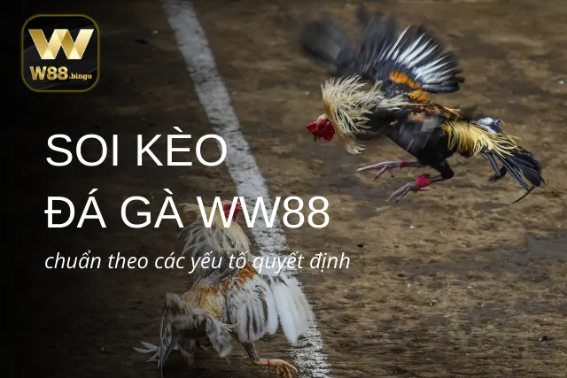 Soi kèo thắng lớn khi cá cược đá gà Thomo tại WW88