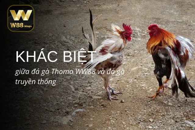 Đá gà Thomo tại WW88 và những khía cạnh nổi bật