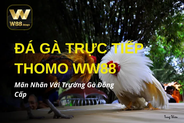 Đá Gà Trực Tiếp Thomo